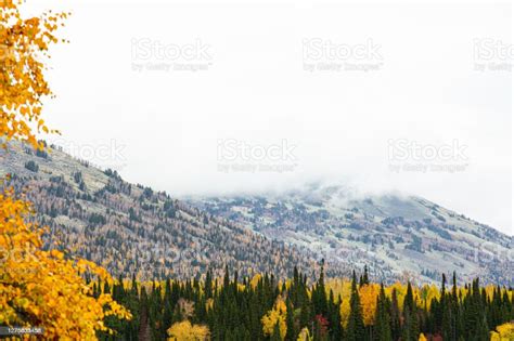 Landscape Fog Over Mountains Yellow Deciduous And Evergreen Conifers