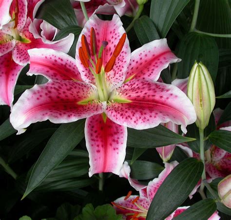 Oriental Lily Cut Flower Lilium Flower Indian Lilly लिली का फूल In