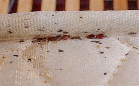 What Are The Early Signs Of Bed Bugs Clearview Bed Bug Monitor
