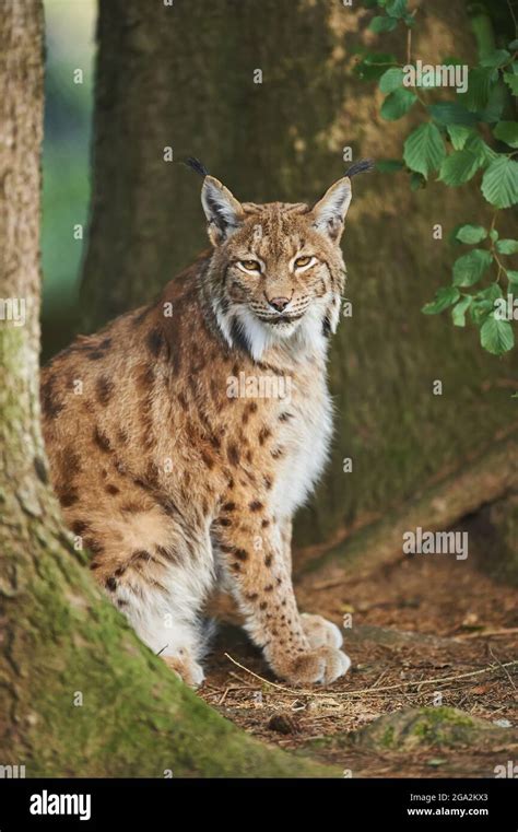 Eurasian Lynx Lynx Lynx In A Forest Captive Germany Stock Photo Alamy