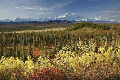 Scenic View Of Mt Mckinley And The Alaska Range With Taiga And Fall