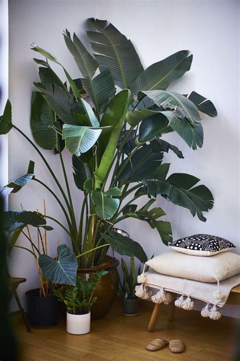 We did not find results for: Big leafy plants | Large indoor plants, Indoor plants, Plants