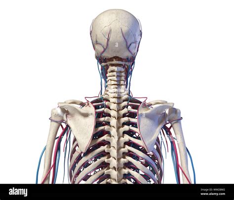 Human Anatomy Skeleton Of The Torso With Veins And Arteries Back View
