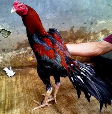 Bentuk Dan Model Kaki Ayam Petarung Pukul Saraf/Ko / Ayam ...