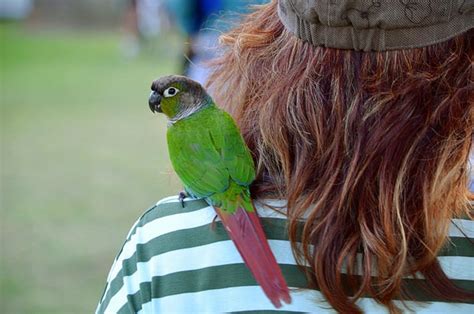 5 things you need to know about green cheeked conures bechewy