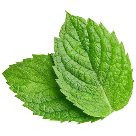 Natural Mint Leaf Feature Hygenically Packed Packaging Type Pp