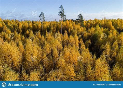 Aerial Of Lush Wild Boreal Forest With Birch And Aspen Trees During