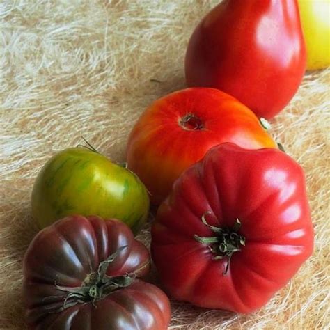 Best Heirloom Tomato Varieties Matching Variety To Use Farm To Jar