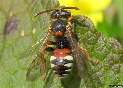 Two Rare Bee Species Discovered On Cornwall Nature Reserve Bbc News