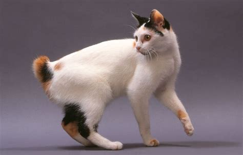 Japanese Bobtail Calico Fluffy Cat Breeds Cat Breeds Bobtail Cat