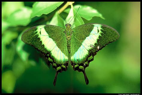 Download Green Butterfly Wallpaper By Danajacobs Green Butterfly