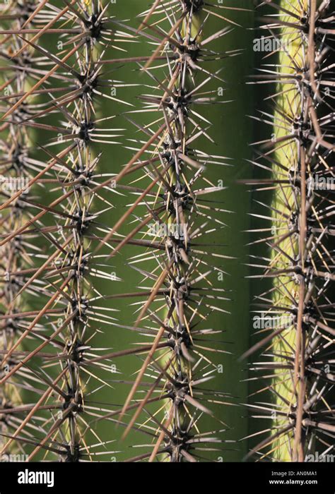 Usa Arizona Phoenix Detail Of Saguaro Cactus In Sonora Desert On Gila
