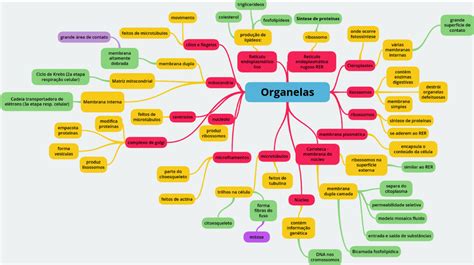 Mapa mental das organelas celulares | resumov