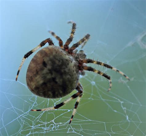 Spider With Striped Legs Neoscona Crucifera Bugguidenet