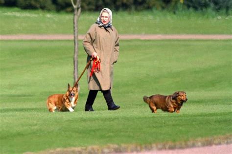 Queen Elizabeth Gets A New Corgi Puppy From Prince Andrew