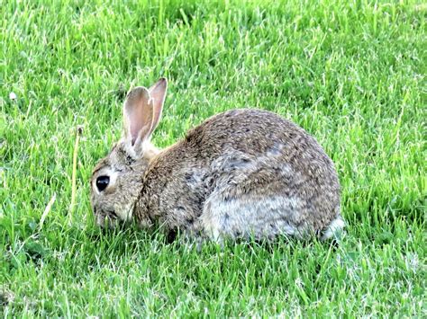 Rabbit Wild Rabbits Mammal · Free Photo On Pixabay