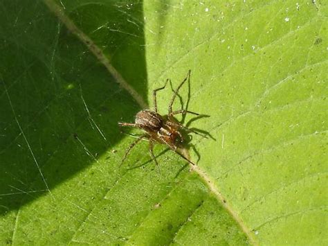 Funnel Weaver Spider Agelenid Agelenopsis Bugguidenet