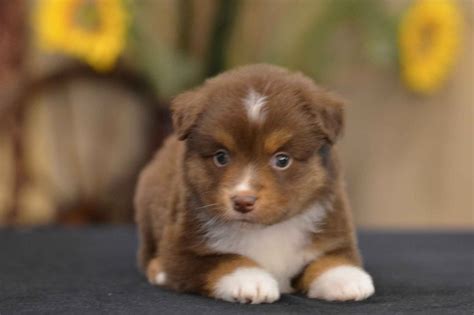 Miniature australian shepherd puppies for sale in californiaselect a breed. Show Me Mini Aussies - Miniature American Shepherd Puppies ...