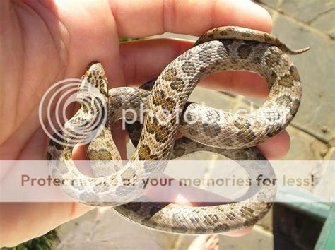Sareptiles View Topic Spotted House Snakes