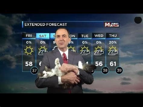 Cat Interrupts Meteorologist Working From Home And Wins A New Job