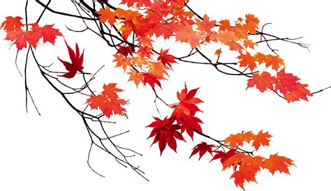 Autumn Leaf Color Maple Leaf Autumn Leaves Beautiful Maple Leaf Png