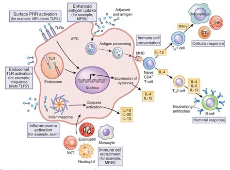 The discovery of vaccines played a central part in the eradication of definition: PDF Safety and Mechanism of Action of Licensed Vaccine ...