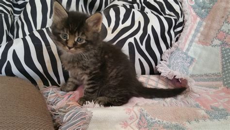 Check with magic moon maine coons in texas, shannon lantz on facebook for kittens. Sweeney Farm - Alpine TX - Maine Coon Cats and Kittens