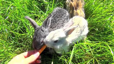 Baby Bunnies Eating Carrots Bunny Rabbit Bites Me Youtube