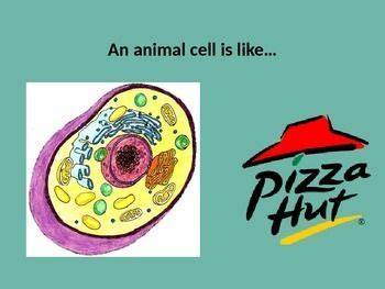 Study flashcards on a cell is like a restaurant at cram.com. Powerpoint - Comparison of an Animal Cell to Pizza Hut ...