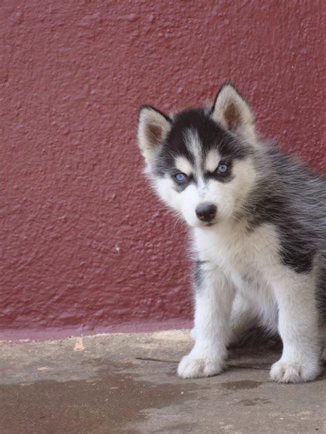 Along with the method on how they were picked up & the city, state of where they live. Siberian Husky Puppies for Sale(Bangalore Huskys Club 1)(13327) | Dogs for Sale | Price of ...