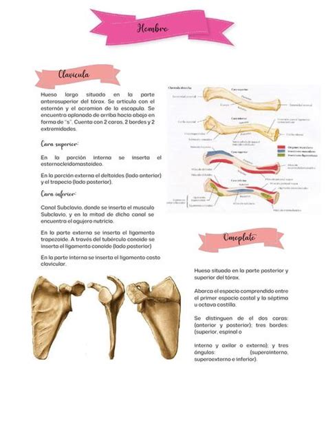 Huesos del miembro superior Radio Anatomía uDocz