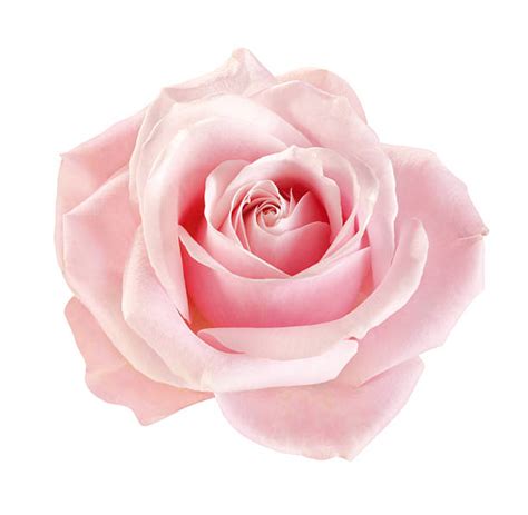 Pink Rose Stock Photos Pictures And Royalty Free Images Istock
