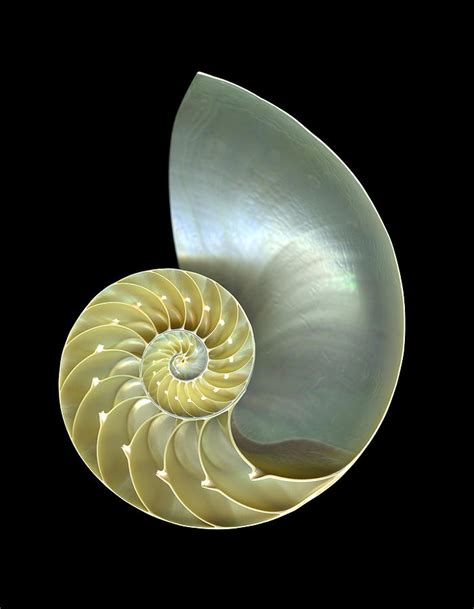 Nautilus Shell Macro Closeup Isolated Photograph By Csphoto Fine Art