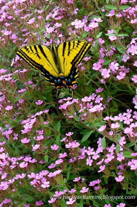 Flowering herbs work well to attract bees because of their strong scent. Backyard Farming: Plants to attract butterflies and bees