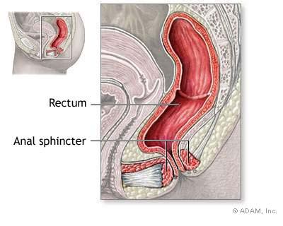 The New York Times Health Image Anal Sphincter Anatomy