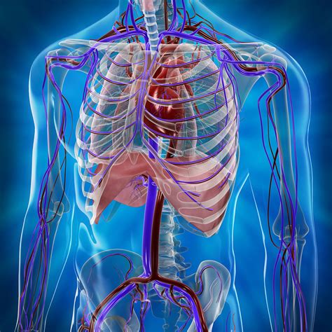 Human Cardiovascular System 3d Medical Illustrations