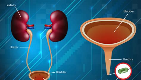 Know About The Types Of Urinary Tract Infection Teja Kidney Care