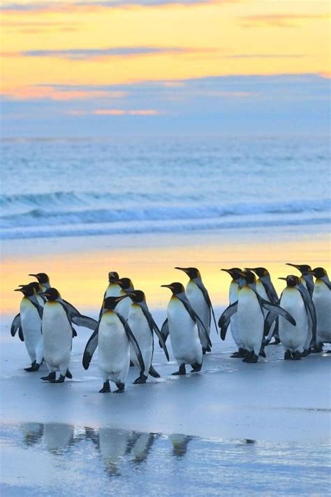 Pin Tillagd Av Rohantsx På Cute Penguins 🐧 Djur Resor Vinter