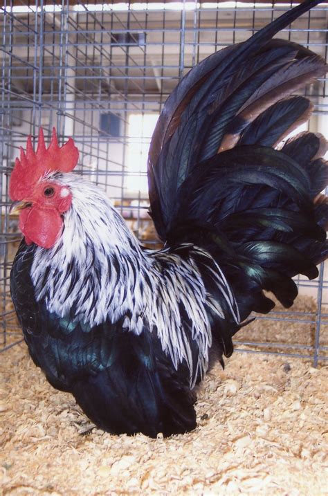 Gray Japanese Bantam Chickens For Sale Cackle Hatchery