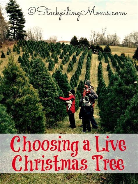 How To Take Care Of Your Live Christmas Tree