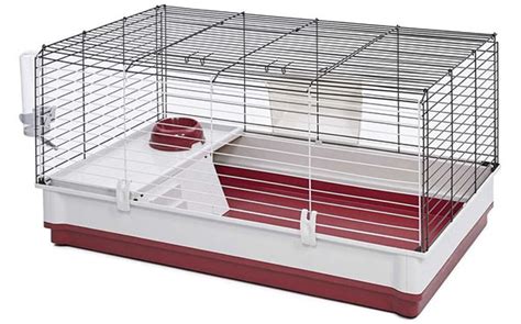 Guinea Pig Cage Size Guide The Best Homes For Guinea Pigs