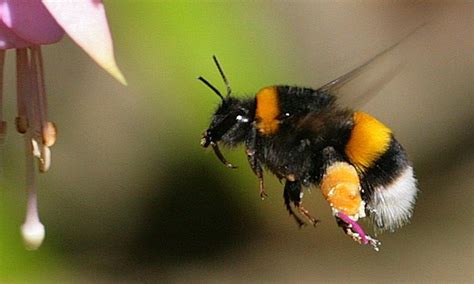• their pollen is used to help someone feel less stressed. Gardeners urged to grow more plants that bloom in winter ...