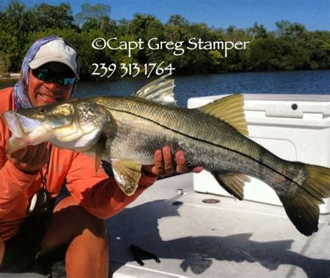 Catches Snook Stamp Charters