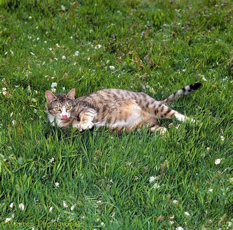 Pregnant Tabby Female Cat Lying On Grass Photo Wp16686