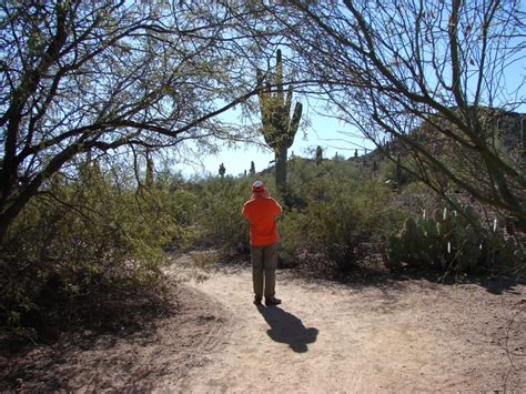 Totem pole cactus (lophocereus schottii f. 2012.01.01 Desert Botanical Garden - Traveling Kings
