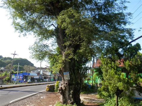 Review Jenis Pohon Yang Ditanam Di Pinggir Jalan Updated