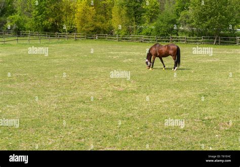 Beautiful Horses In The Pasture Horse On The Catwalk Horses On The
