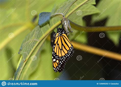 Monarch Butterfly Just When Leaving The Chrysalis Stock Photo Image