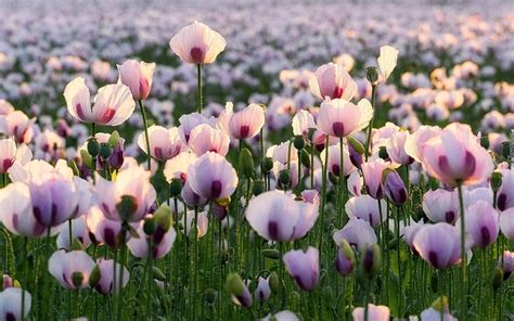 2048x1280 Flowers Pink Field Poppies Coolwallpapersme