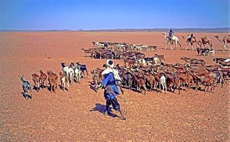 Fascinating Humanity Sahara Ancient Tuareg Caravan To Lybia
